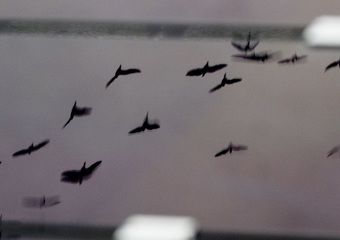 Solar panels reflecting flock of geese