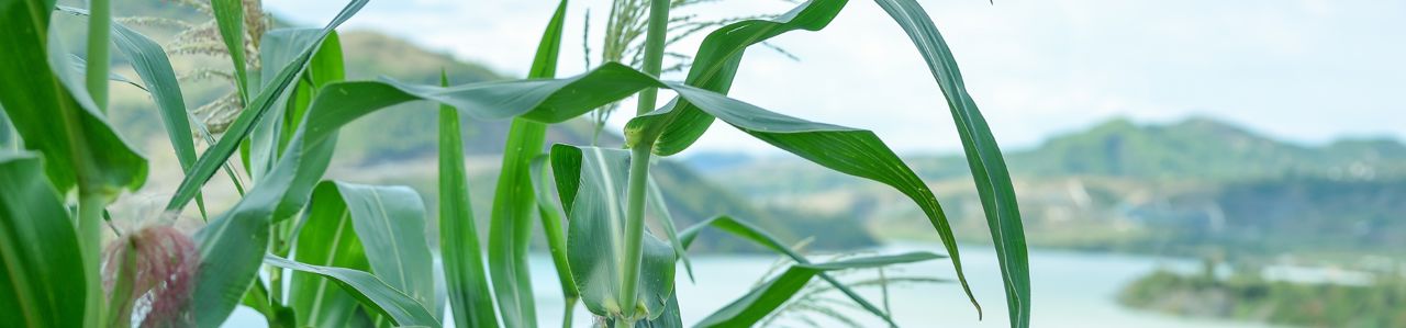 Högt gräs framför sjön