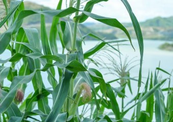 Tall grass in front of lake