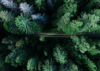 Trees and road