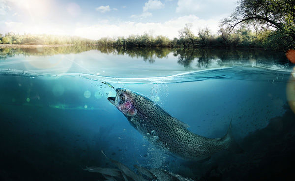 Fish in river