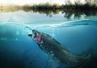 Salmon in river
