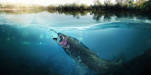 Salmon in river