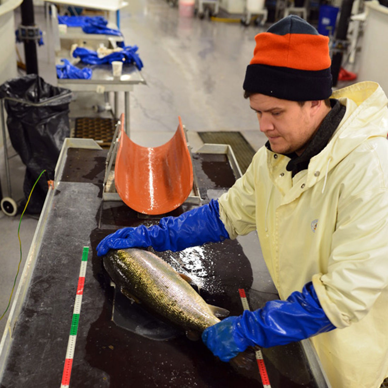 Statkraft's gene bank for salmon