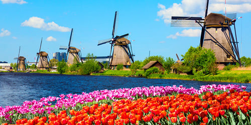 Wind mills behind a field of tulips