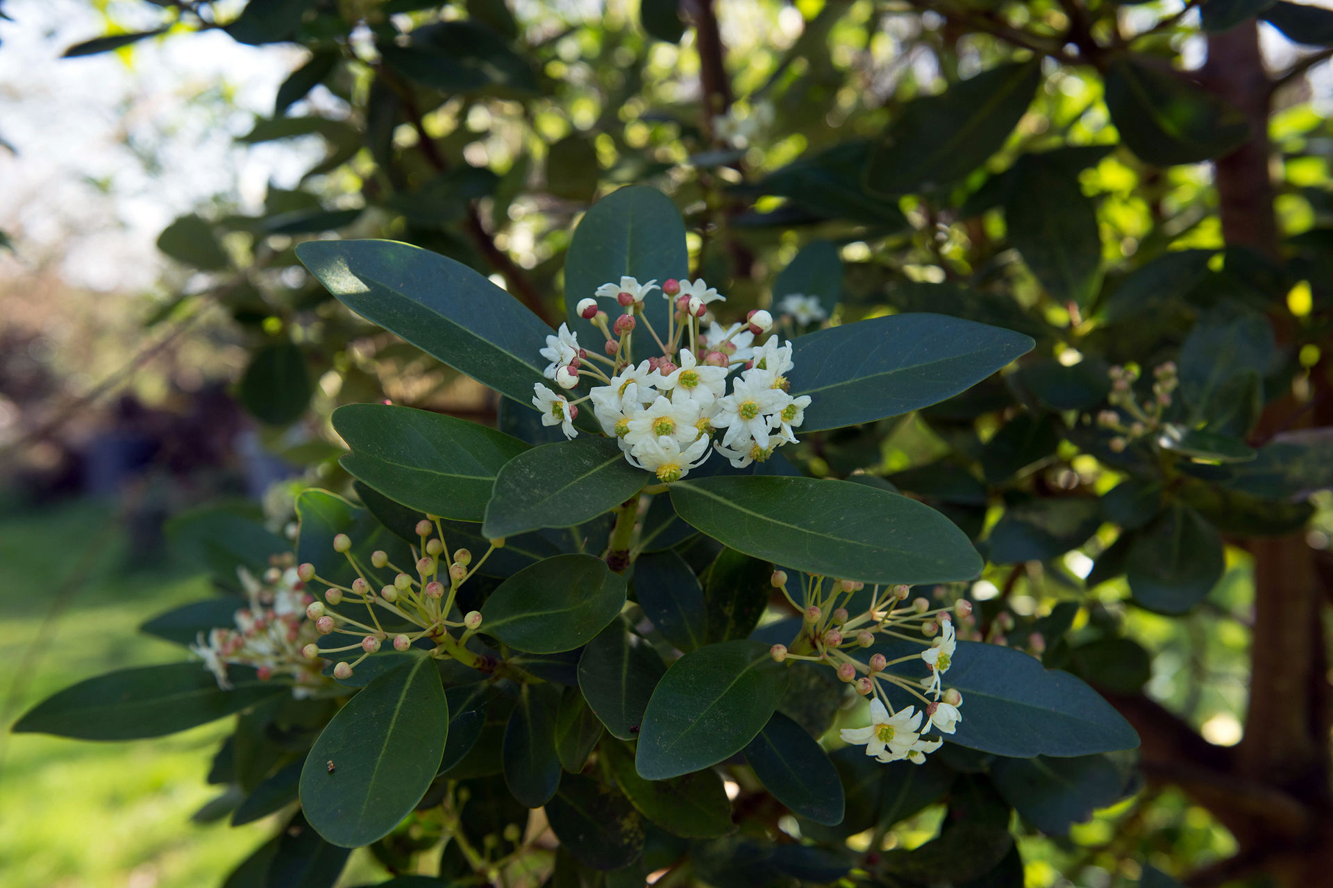 Canelo tree flower