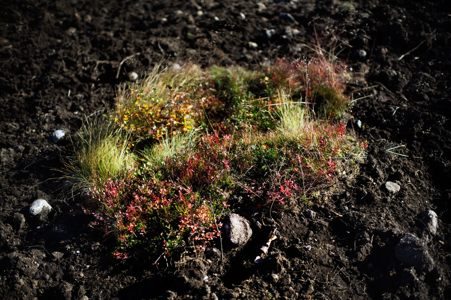 Patch of soil with plants