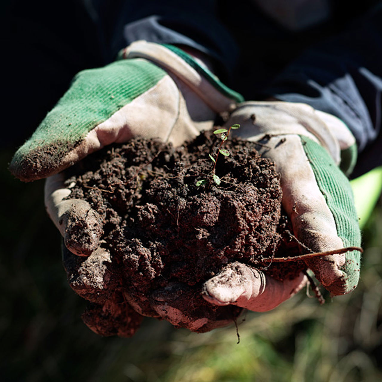 Hands holding some peat