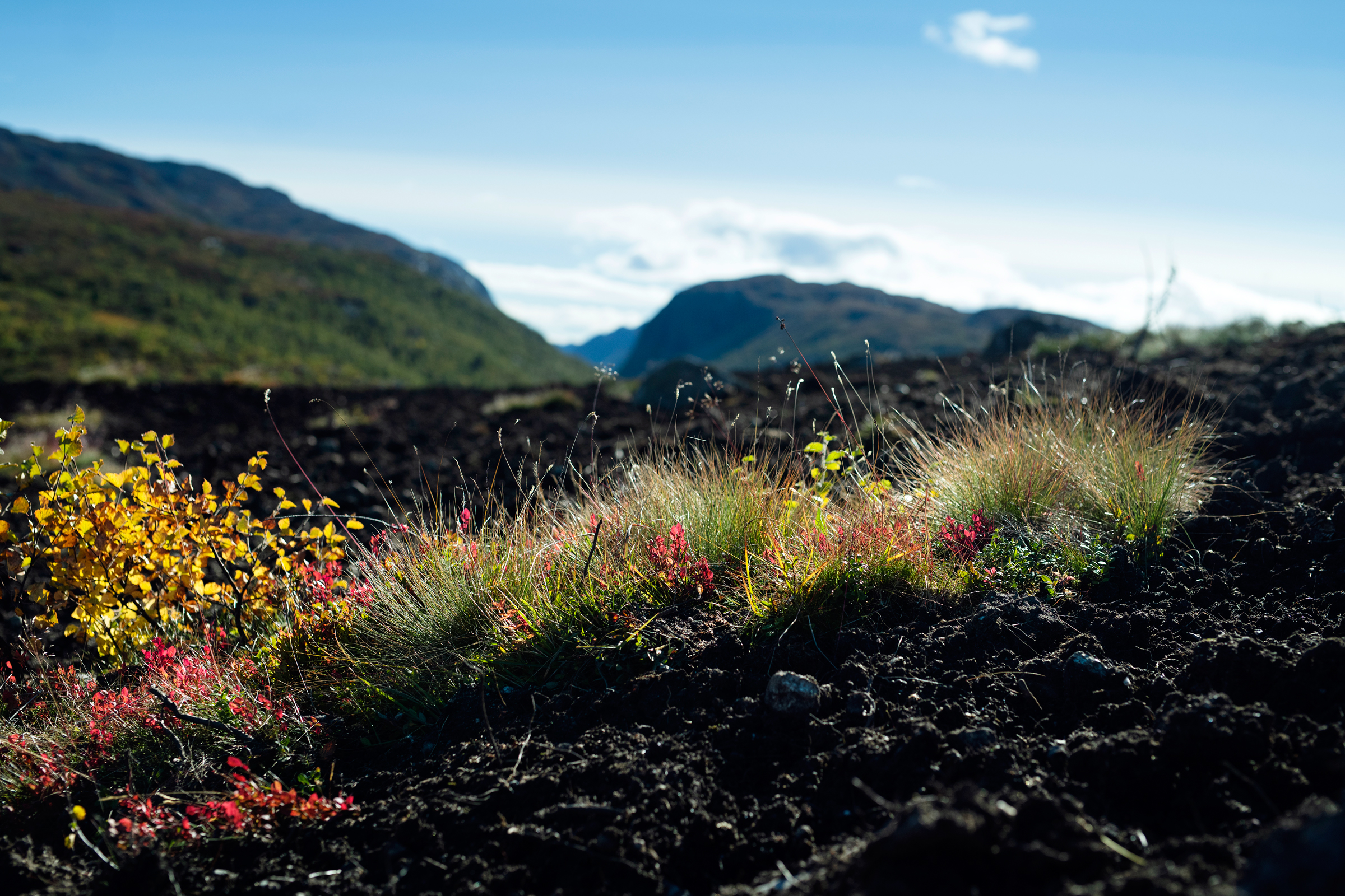 Peat