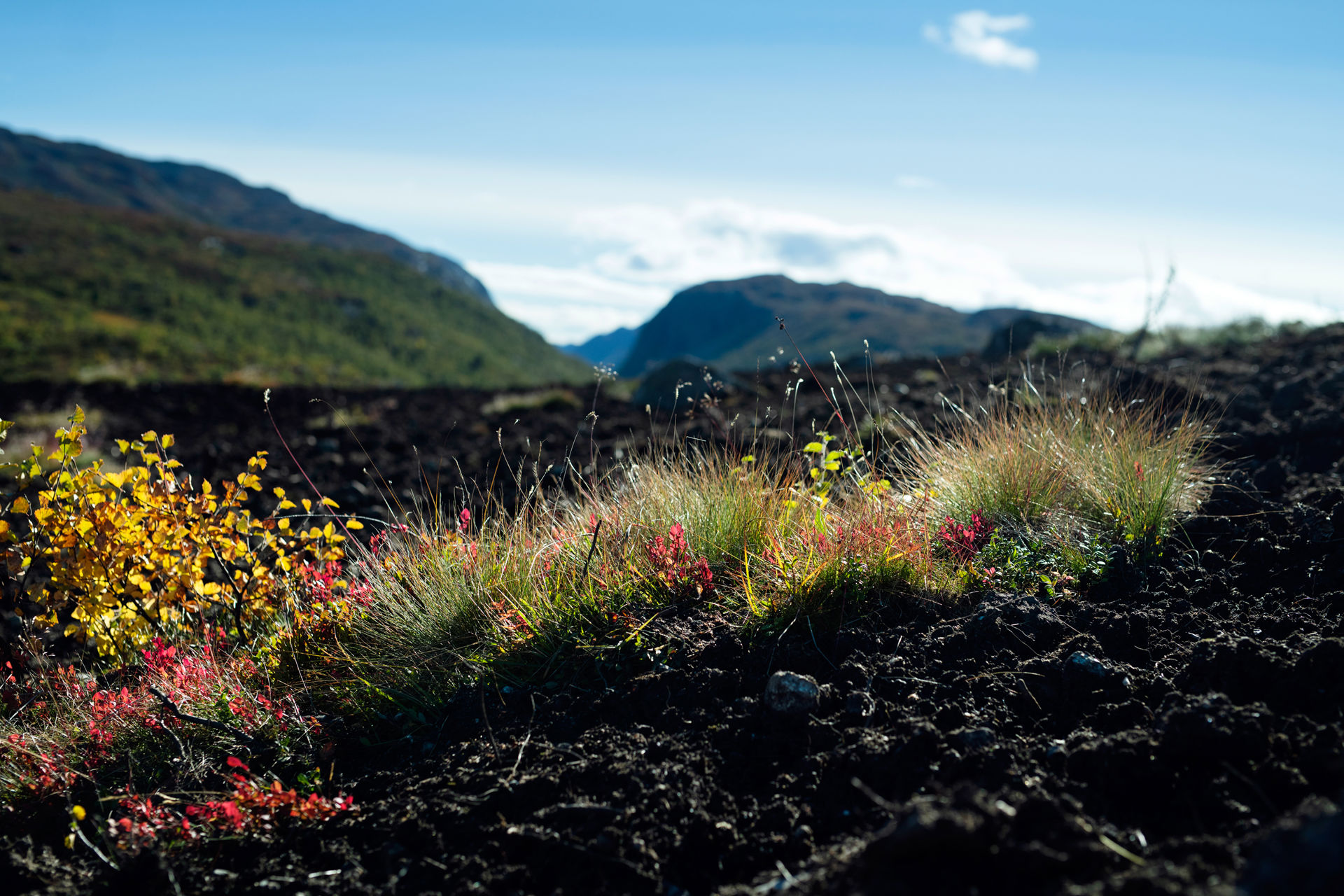 Peat