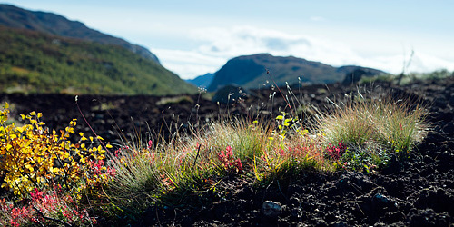 Patch of soil with plants