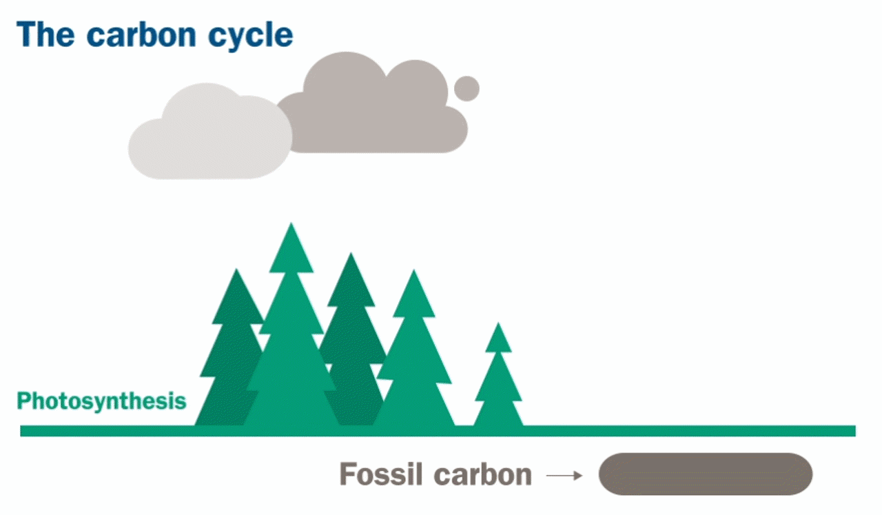Illustration of carbon cycle