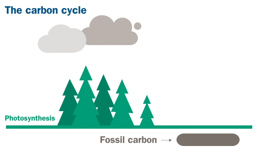 Illustration of the carbon cycle