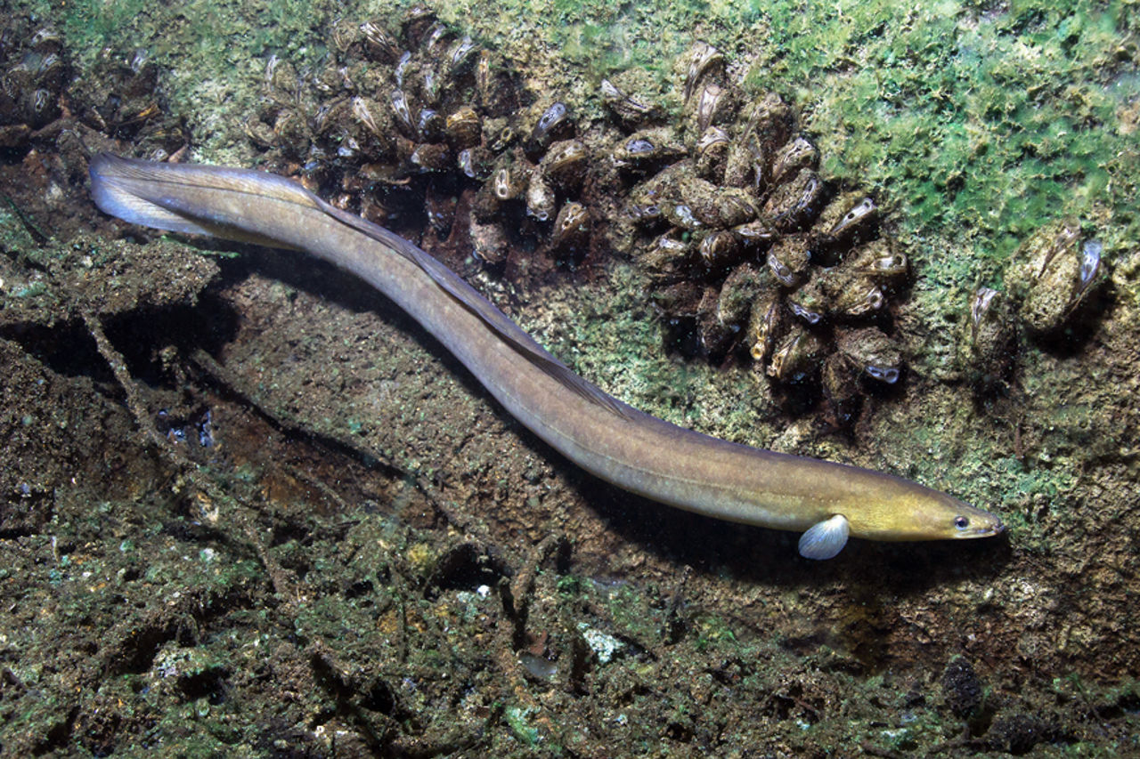 Eel in river with clear water
