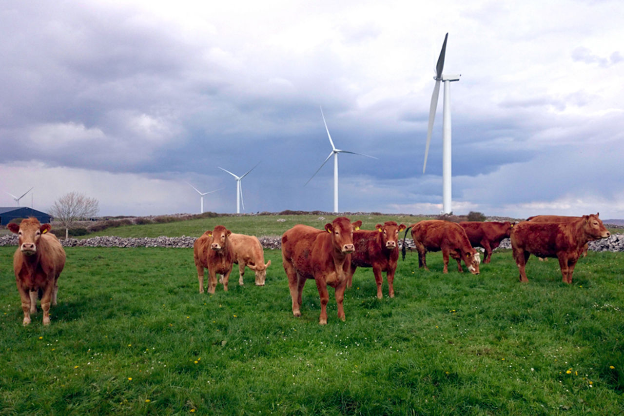 Windturbines, cows in Ireland