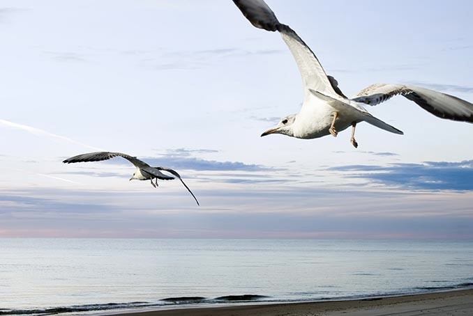 Seagulls