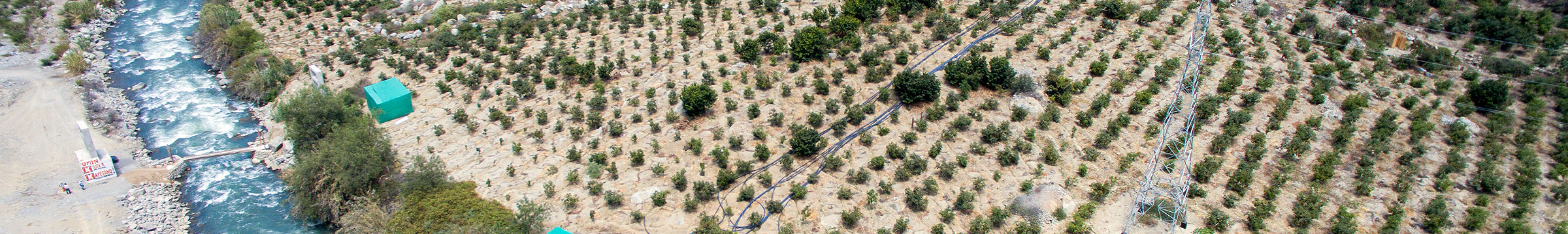 Fruit orchard